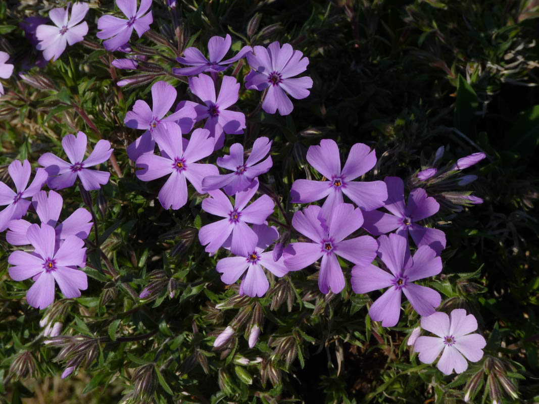 Phlox subulata 'Purple Beauty' en fleurs sur un affleurement rocheux des États-Unis